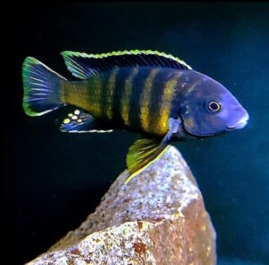 Gephyrochromis sp.'sand'